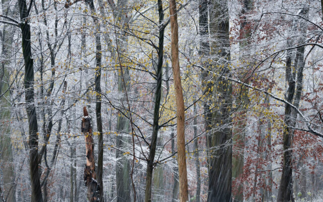 Frédéric-Demeuse-photography-Forest-Autumn