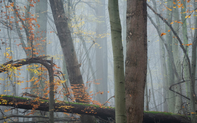 Frédéric-Demeuse-photography-Sonian-Forest-Unesco site