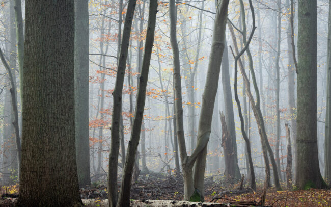 Frédéric-Demeuse-photography-Sonian-Forest-Unesco site-9