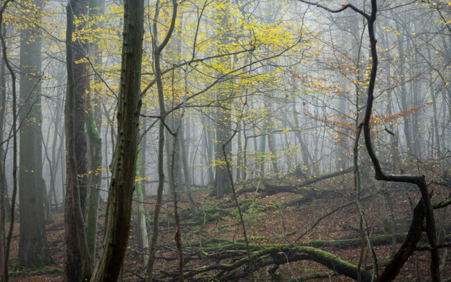 Frédéric-Demeuse-photography-Sonian-Forest-Unesco site