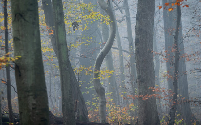 Frédéric-Demeuse-photography-Sonian-Forest-Unesco site-18