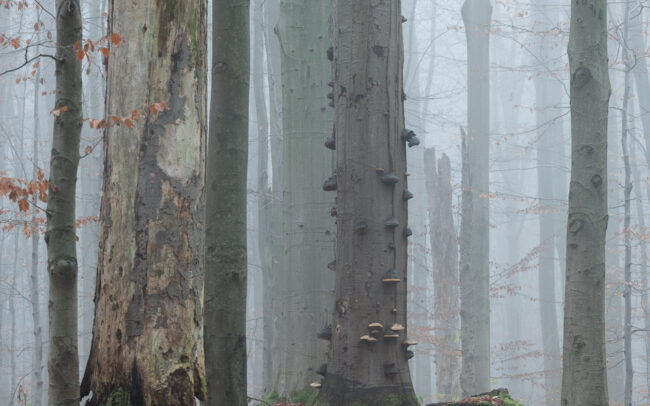 Frédéric-Demeuse-photography-Sonian-Forest-Unesco-site