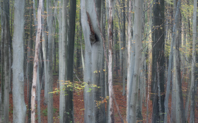 Frédéric-Demeuse-photography-Sonian-Forest-Unesco-site-impression