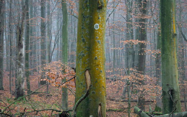 Frédéric-Demeuse-photography-Sonian-Forest-Unesco-site-tree-bark