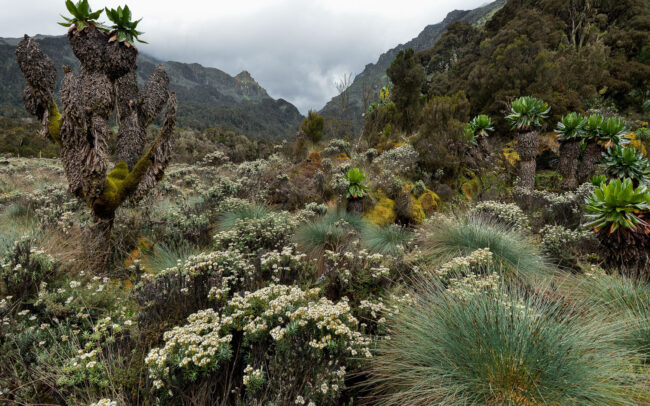 Frédéric-Demeuse-photography-alpine-moorland-rwenzori-mountains