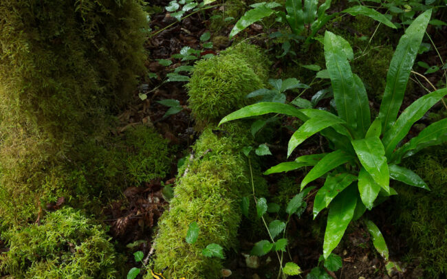 Frederic-Demeuse-photography-biodiversity-Fire-salamander