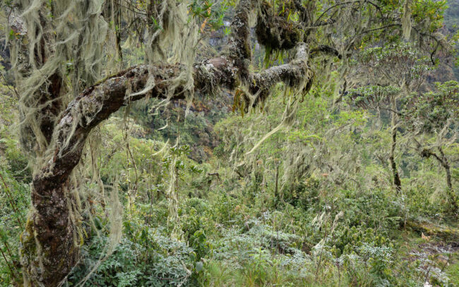 Frédéric-Demeuse-photography-primeval-Rwenzori-mountains