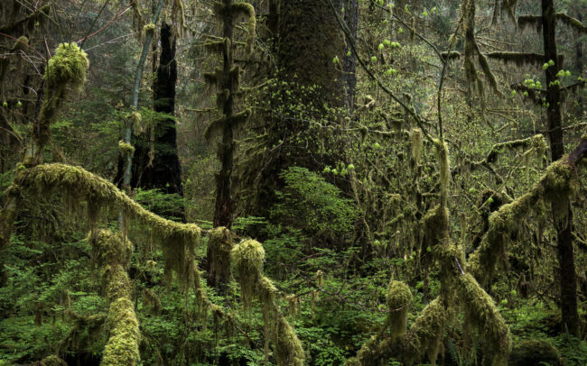 Frédéric-Demeuse-photography-temperate-rainforest