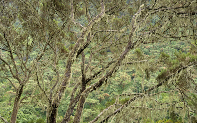 Frédéric-Demeuse-photography-tree-hedenia-abyssinica