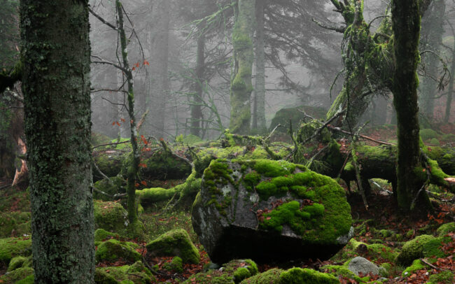 Frederic Demeuse-primary-forest-photography