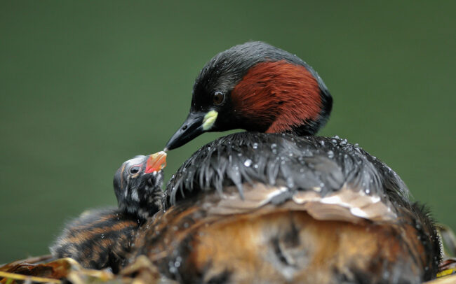 Frédéric-Demeuse-wildlife-photographer