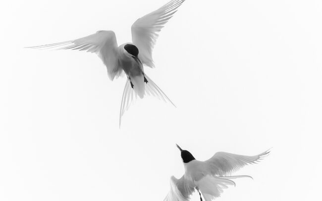 Frederic-Demeuse-wildlife-photographer-Arctic-terns