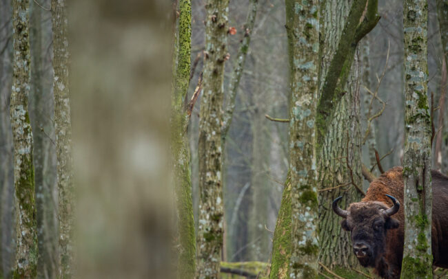 Frédéric-Demeuse-wildlife-photography-European-bison-Bialowieza-Forest