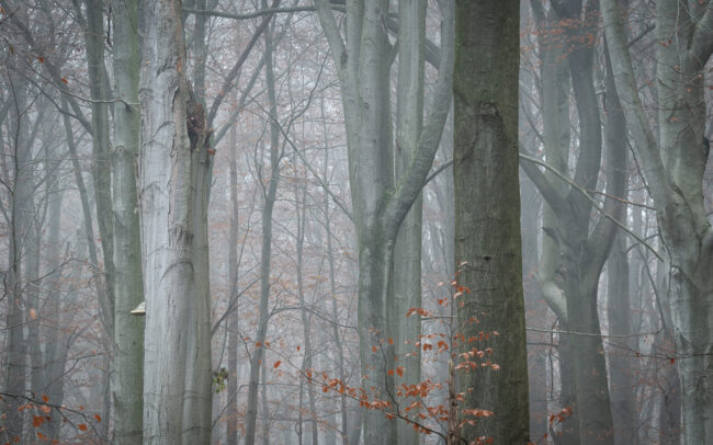 frédéric-Demeuse-wildlife-landscape-photography-Squirrel-winter-Sonian-Forest-Unesco-site