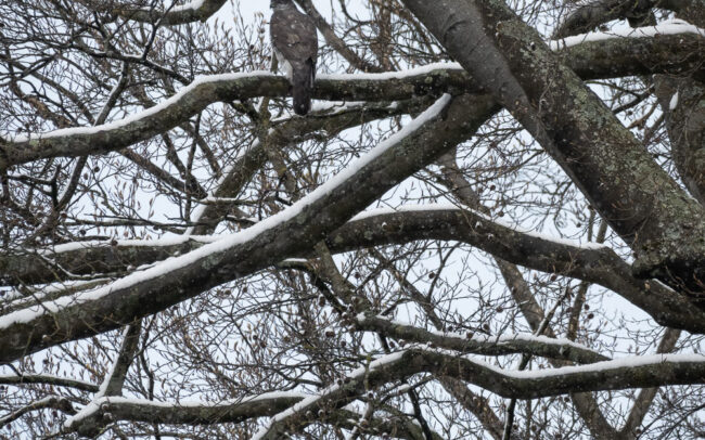 Frédéric-Demeuse-Forest-photography-Goshawk