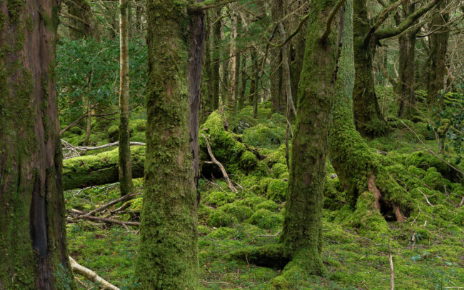 Frederic-Demeuse-Forgotten-places-yew-trees-Killarney