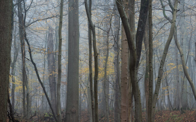 Frédéric Demeuse Photography - Sonian-Forest-Unesco