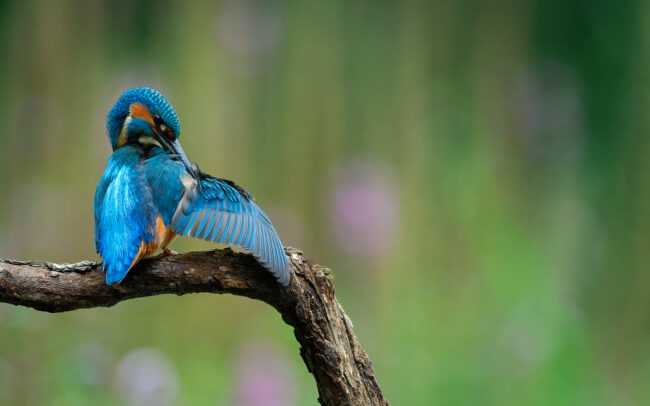 Frederic-Demeuse-Sonian-Forest-Unesco-kingfisher-adult