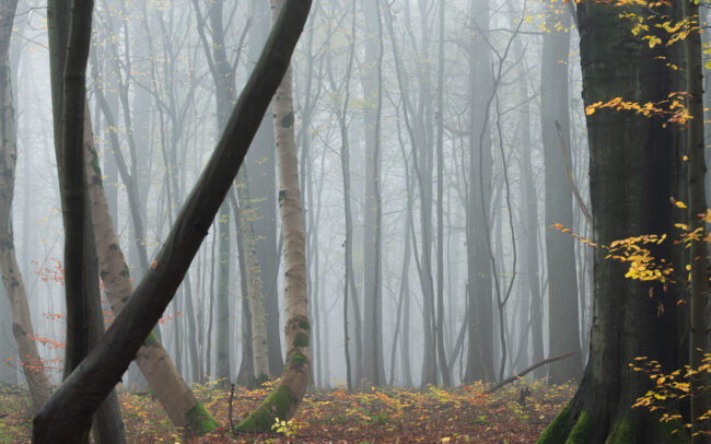 Frederic-Demeuse-Sonian-Forest-Unesco-site-2