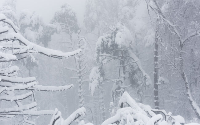 Frederic-Demeuse-winter-forest-photography