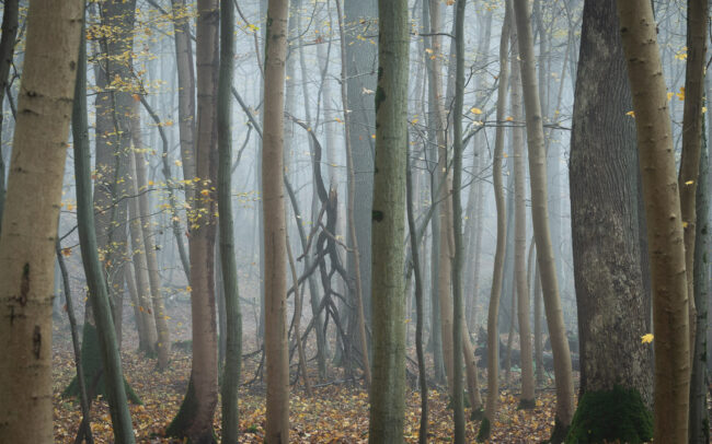 Frederic-Demeuse-autumn-forest-photography