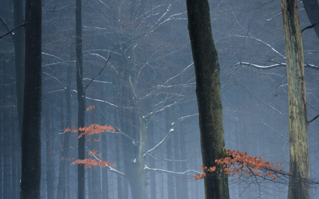 Frederic-Demeuse-forest-photography-Eupen