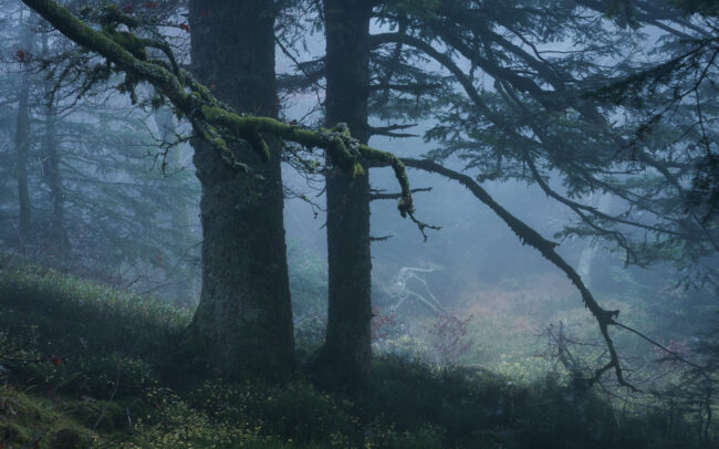 Frederic-Demeuse-forest-photography-Forgotten-Places