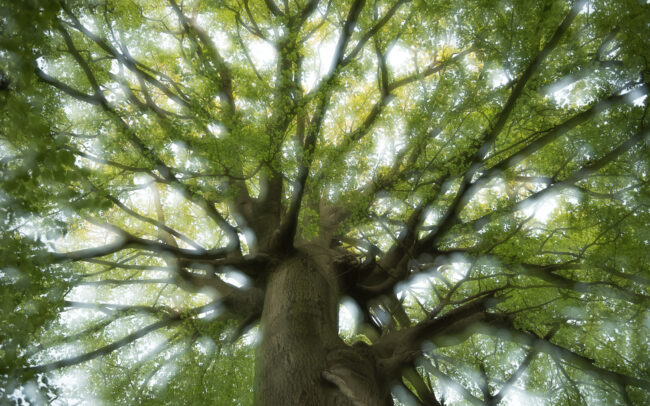 Frédéric-Demeuse-forest-photography-secular-beech-April