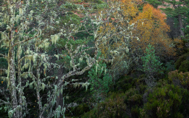 Frédéric-Demeuse-forgotten-places-forest-photographer