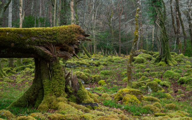 Frédéric-Demeuse-forgotten-places-photography-atlantic-rainforest