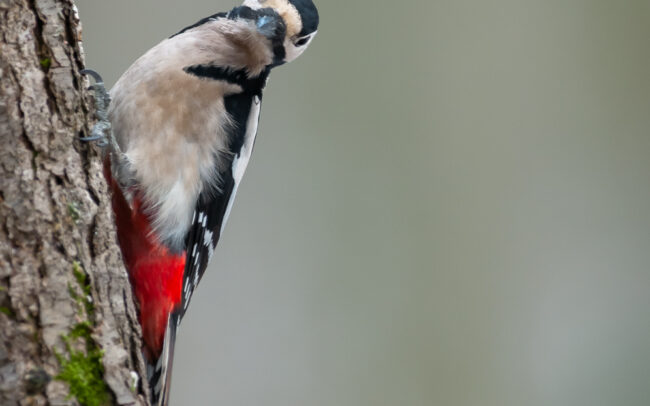 Frederic-Demeuse-great-backed-woodpecker