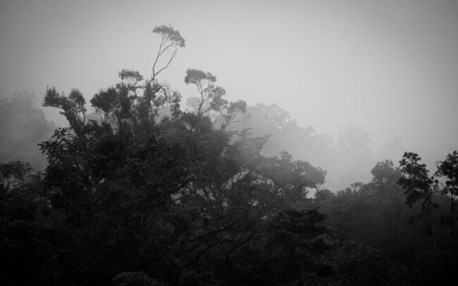 Frederic Demeuse-lowland-tropical-forest-monochrome