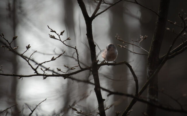 Frédéric-Demeuse-photographer-Long-tailed-tit