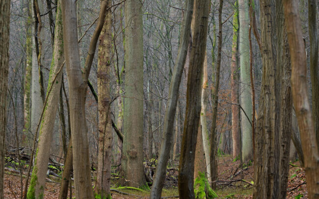 Frederic-Demeuse-photographer-Sonian-Forest-Unesco