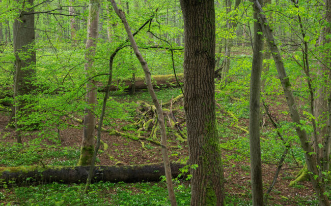 Frédéric-Demeuse-photographer-Sonian-Forest-Unesco-April