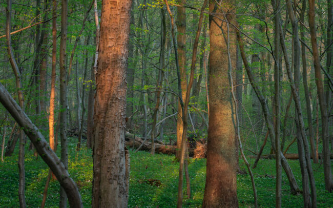 Frédéric-Demeuse-photographer-Sonian-Forest-Unesco-April-sunrise