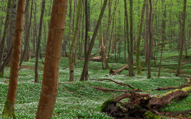 Frédéric-Demeuse-photographer-Sonian-Forest-Unesco-forest-reserve