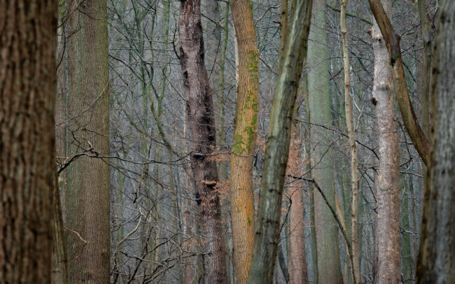 Frederic-Demeuse-photographer-Sonian-Forest-Unesco-winter