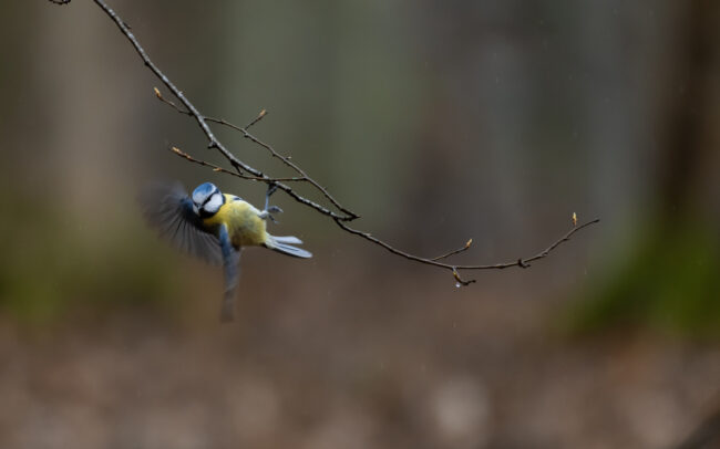 Frédéric-Demeuse-photographer-blue-tit