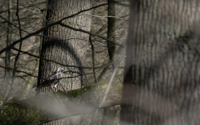 Frédéric-Demeuse-photographer-buzzard-forest