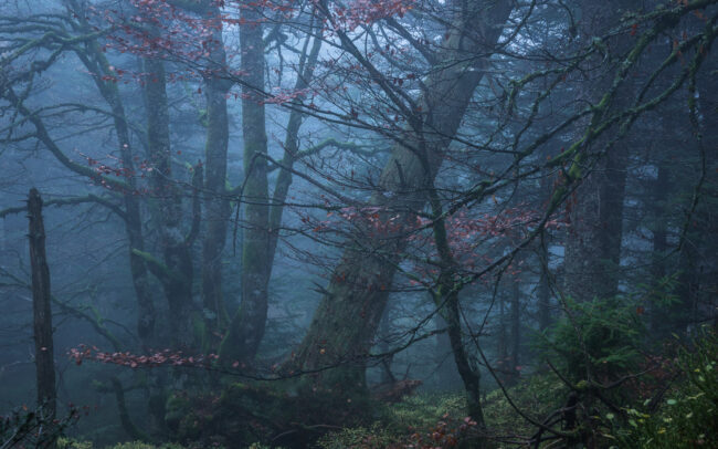 Frederic-Demeuse-photography-Forgotten-Places-misty-forest