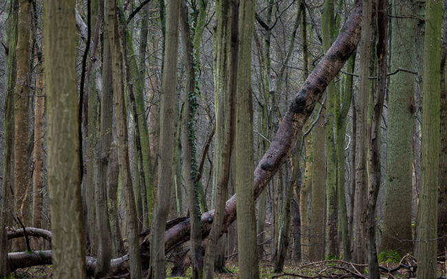 Frederic-Demeuse-photography-Sonian-Forest-Unesco-site-reserve-Joseph-Zwanepoel