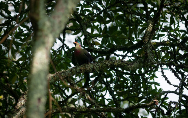 Frederic-Demeuse-photography-wildlife-Rwenzori-Turacoj.pg