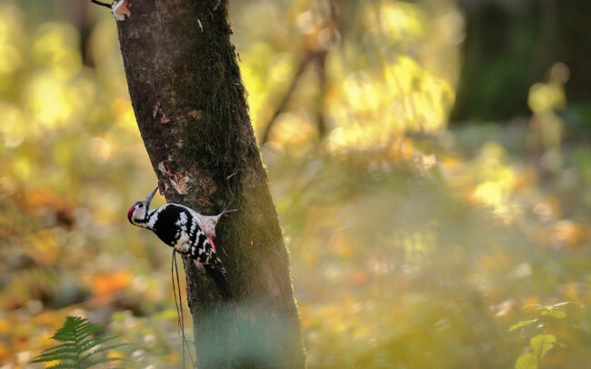 Frederic-Demeuse-photography-wildlife-White-backed-Woodpecker-Bialowieza-Biosphere-reserve