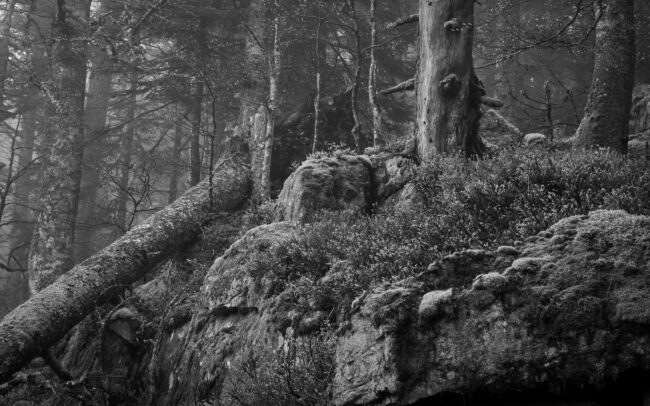 Frederic Demeuse-primary-forest-monochrome-black and white