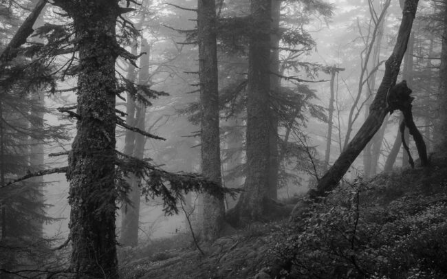 Frederic Demeuse-primary-forest-old-forest-BW