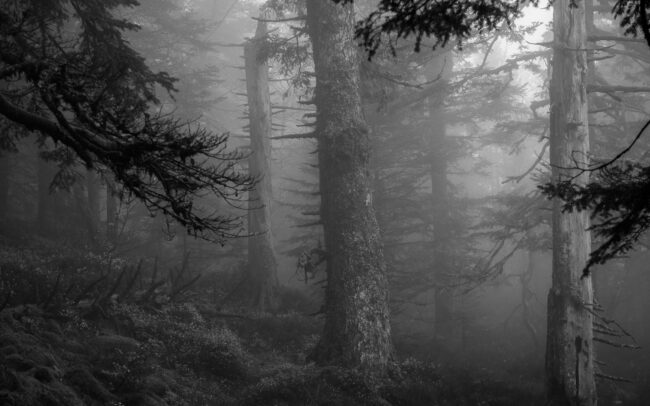 Frederic Demeuse-primary-forest-old-forest-BW