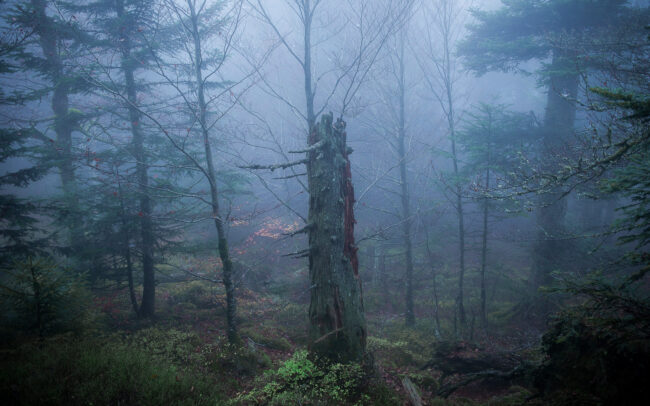 Frederic-Demeuse-primeval-forest