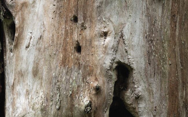 Frederic-Demeuse-tree-photography-old bark