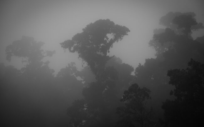 Frederic Demeuse-tropical-forest-monochrome